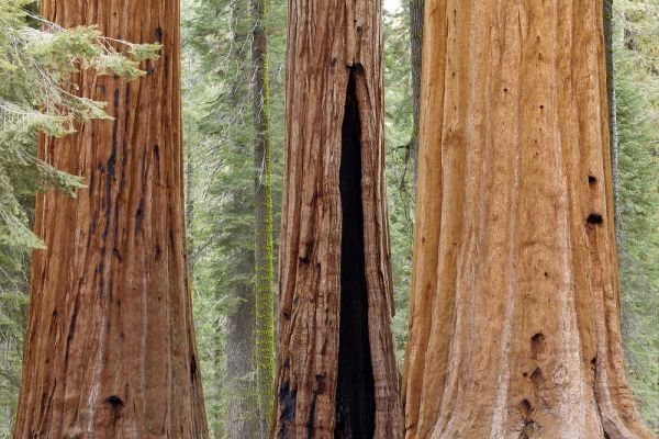 CA, Sequoia NP Trunks of giant sequoia trees